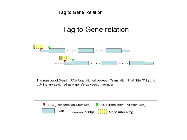Tag to Gene Relation 
