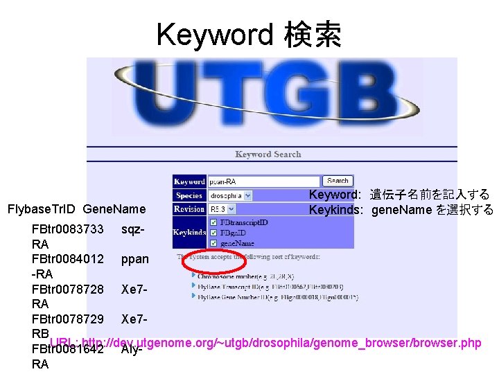 Keyword 検索 Flybase. Tr. ID Gene. Name Keyword: 　遺伝子名前を記入する Keykinds: 　gene. Name を選択する FBtr