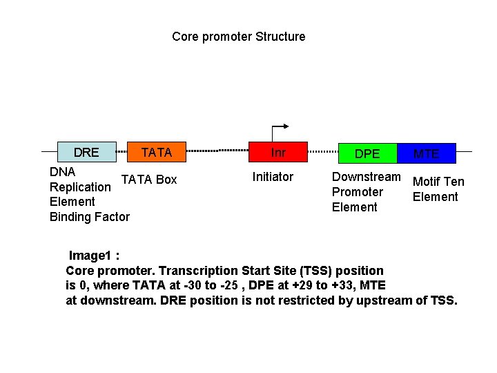 Core promoter Structure DRE TATA DNA TATA Box Replication Element Binding Factor Initiator DPE