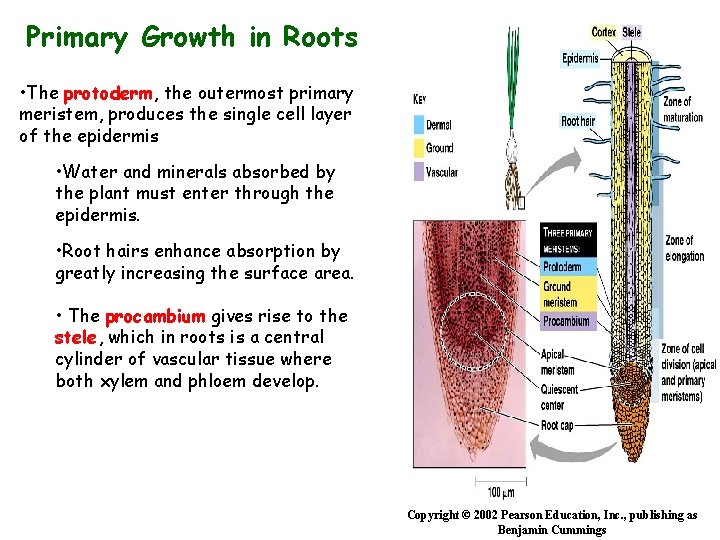 Primary Growth in Roots • The protoderm, the outermost primary meristem, produces the single