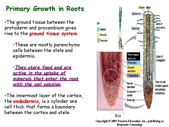 Primary Growth in Roots • The ground tissue between the protoderm and procambium gives