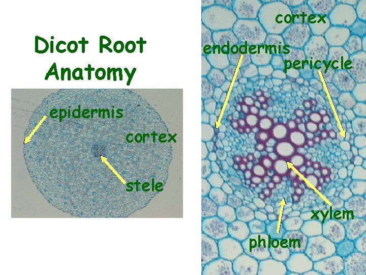 cortex Dicot Root Anatomy endodermis pericycle epidermis cortex stele xylem phloem 