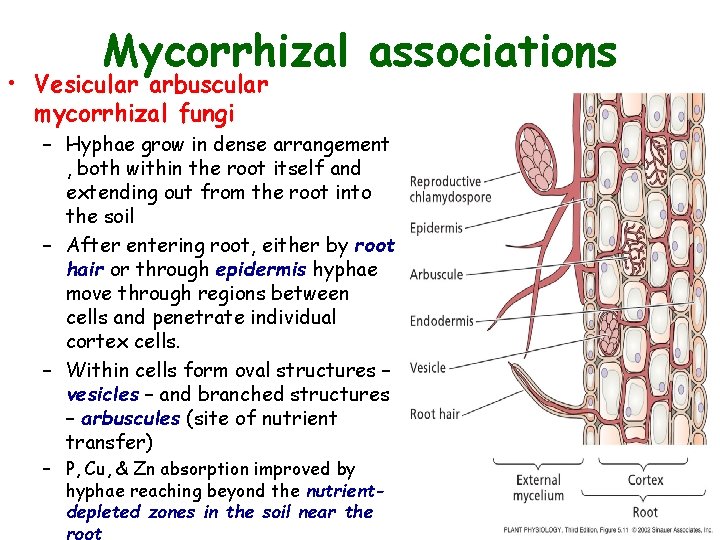 Mycorrhizal associations • Vesicular arbuscular mycorrhizal fungi – Hyphae grow in dense arrangement ,