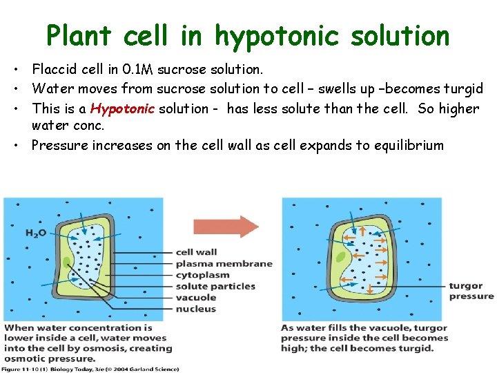 Plant cell in hypotonic solution • Flaccid cell in 0. 1 M sucrose solution.