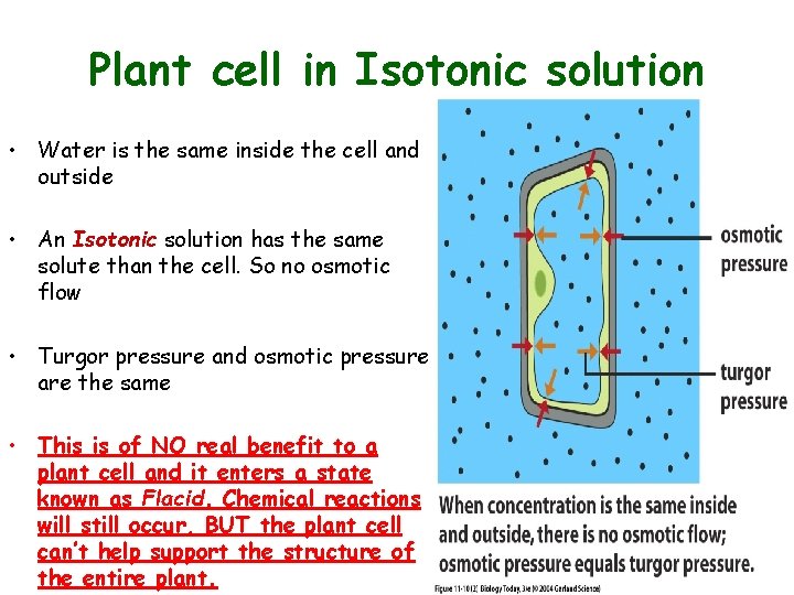 Plant cell in Isotonic solution • Water is the same inside the cell and