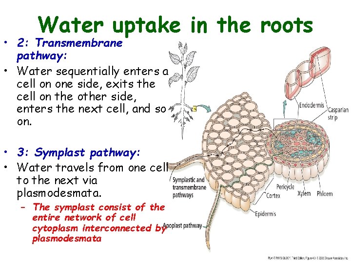 Water uptake in the roots • 2: Transmembrane pathway: • Water sequentially enters a