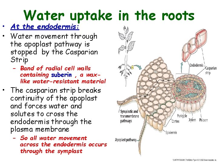 Water uptake in the roots • At the endodermis: • Water movement through the