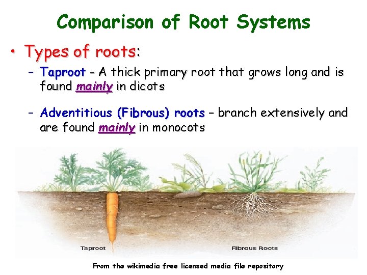 Comparison of Root Systems • Types of roots: – Taproot - A thick primary