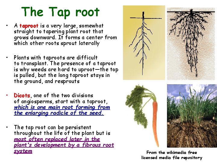 The Tap root • A taproot is a very large, somewhat straight to tapering