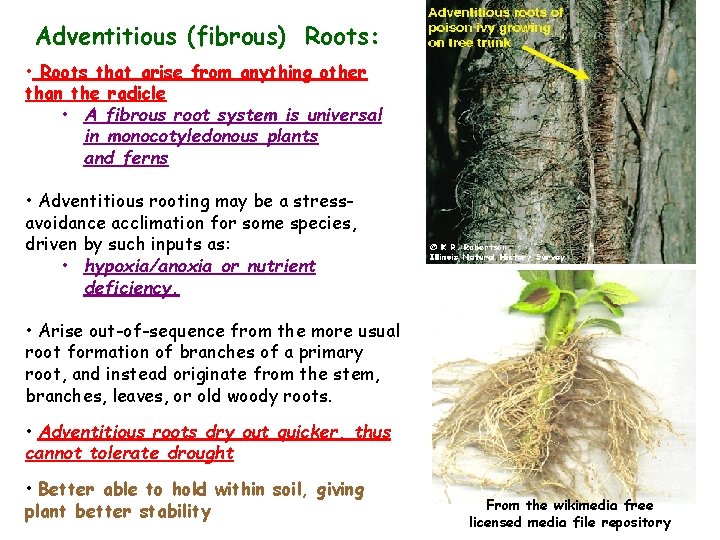 Adventitious (fibrous) Roots: • Roots that arise from anything other than the radicle •