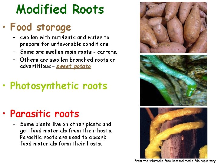 Modified Roots • Food storage – swollen with nutrients and water to prepare for