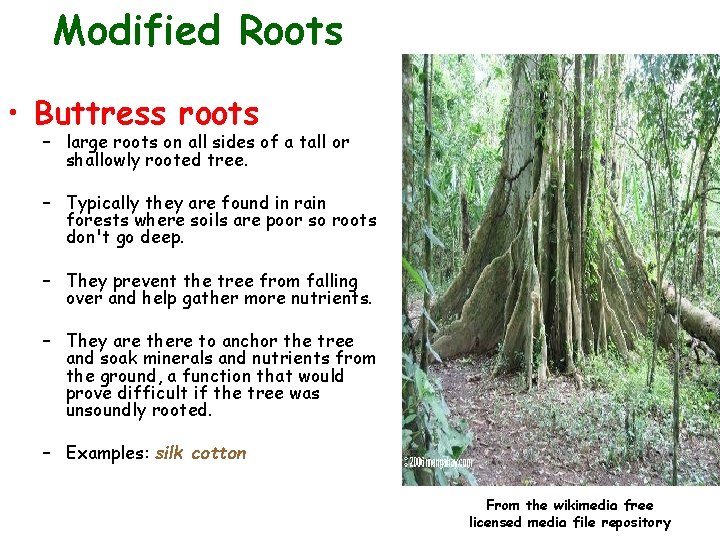 Modified Roots • Buttress roots – large roots on all sides of a tall