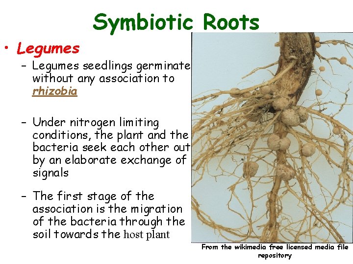  • Legumes Symbiotic Roots – Legumes seedlings germinate without any association to rhizobia