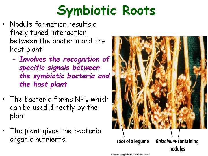 Symbiotic Roots • Nodule formation results a finely tuned interaction between the bacteria and