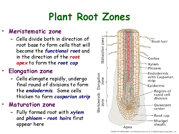 Plant Root Zones • Meristematic zone – Cells divide both in direction of root