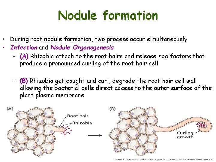 Nodule formation • During root nodule formation, two process occur simultaneously • Infection and