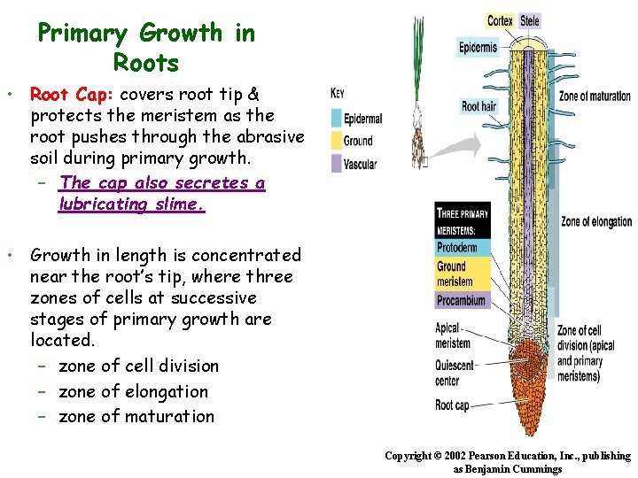Primary Growth in Roots • Root Cap: covers root tip & protects the meristem