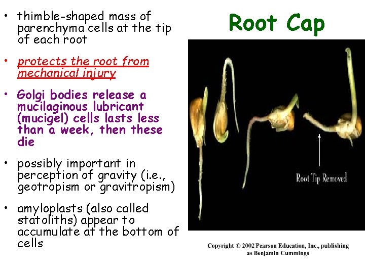  • thimble-shaped mass of parenchyma cells at the tip of each root •