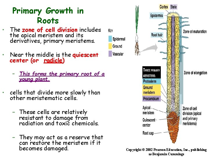 Primary Growth in Roots • The zone of cell division includes the apical meristem