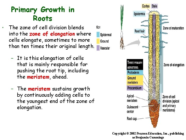 Primary Growth in Roots • The zone of cell division blends into the zone