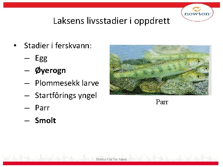 Laksens livsstadier i oppdrett • Stadier i ferskvann: – Egg – Øyerogn – Plommesekk