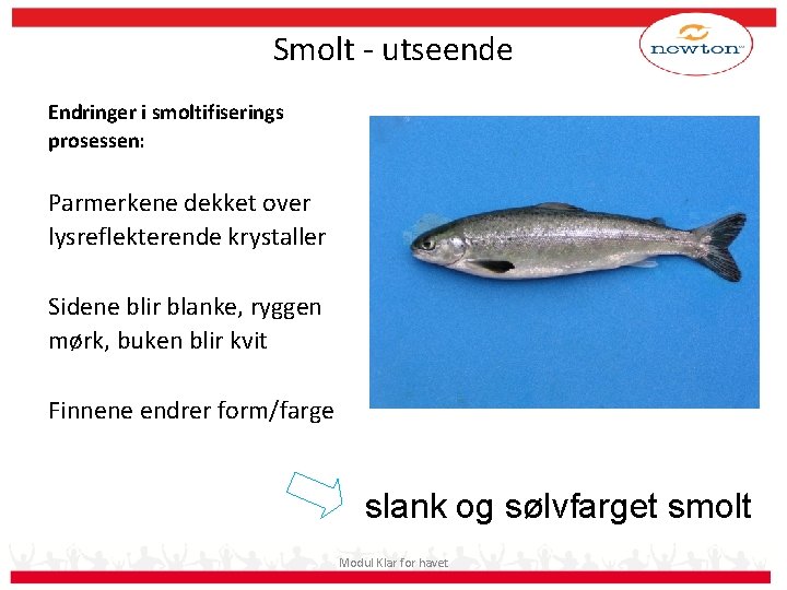 Smolt - utseende Endringer i smoltifiserings prosessen: Parmerkene dekket over lysreflekterende krystaller Sidene blir