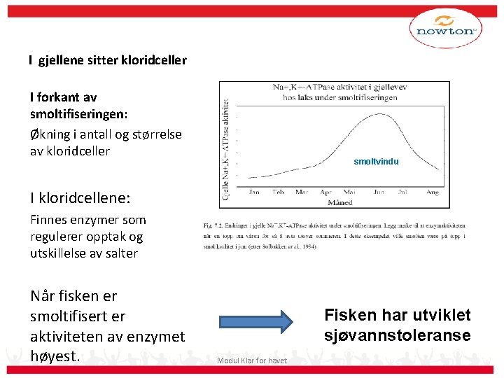 Fysiologiske endringer I gjellene sitter kloridceller I forkant av smoltifiseringen: Økning i antall og