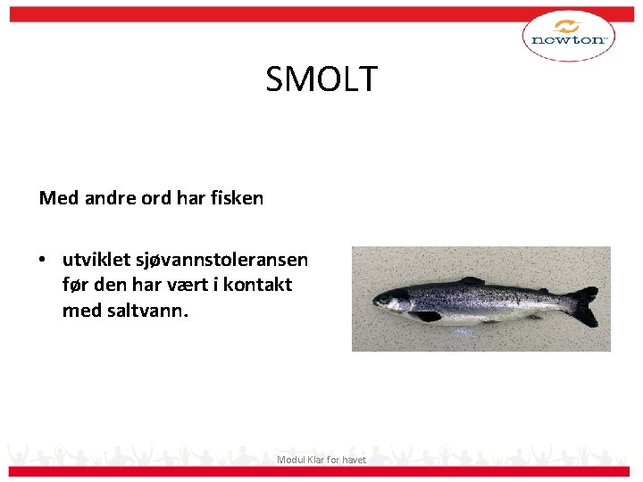 Fysiologiske endringer SMOLT Med andre ord har fisken • utviklet sjøvannstoleransen før den har