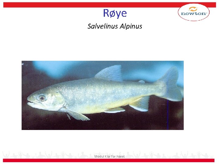 Røye Salvelinus Alpinus Modul Klar for havet 