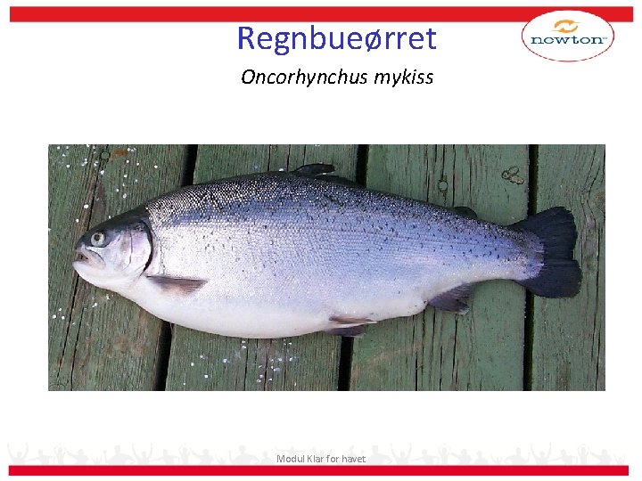 Regnbueørret Oncorhynchus mykiss Modul Klar for havet 