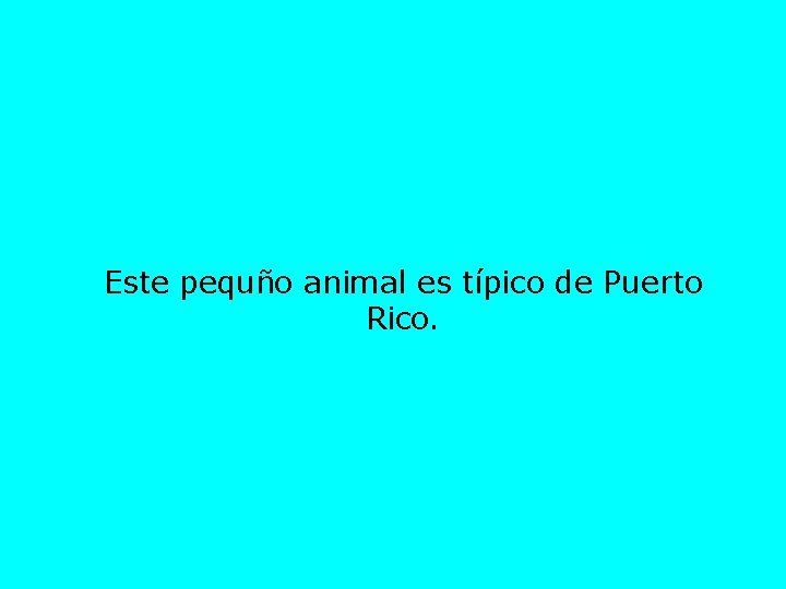 Este pequño animal es típico de Puerto Rico. 