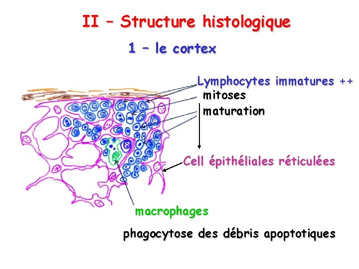 II – Structure histologique 1 – le cortex Lymphocytes immatures ++ mitoses maturation Cell