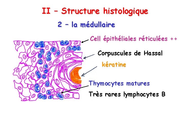 II – Structure histologique 2 – la médullaire Cell épithéliales réticulées ++ Corpuscules de