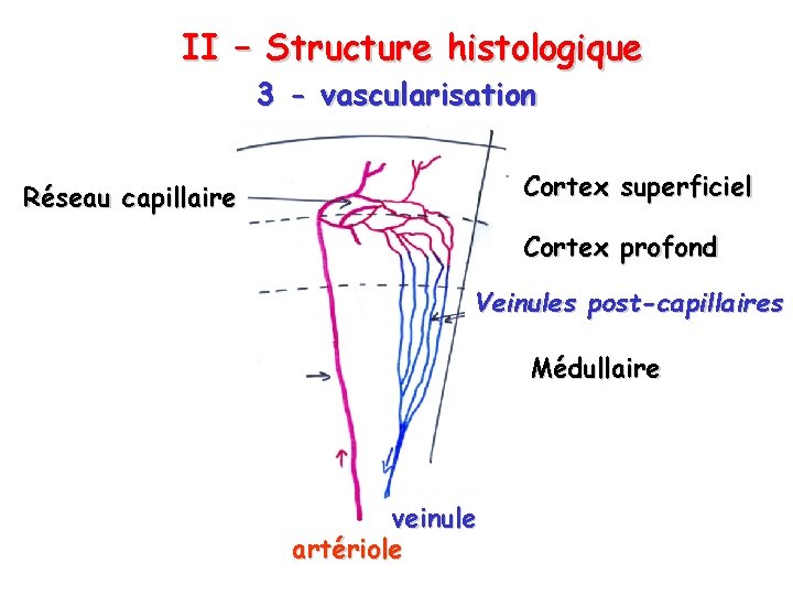II – Structure histologique 3 - vascularisation Cortex superficiel Réseau capillaire Cortex profond Veinules