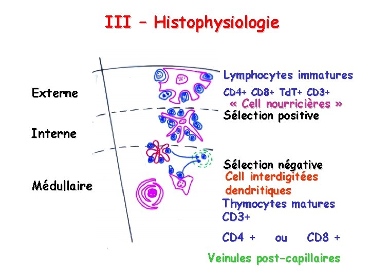 III – Histophysiologie Lymphocytes immatures Externe CD 4+ CD 8+ Td. T+ CD 3+