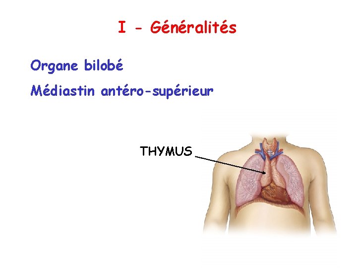 I - Généralités Organe bilobé Médiastin antéro-supérieur THYMUS 