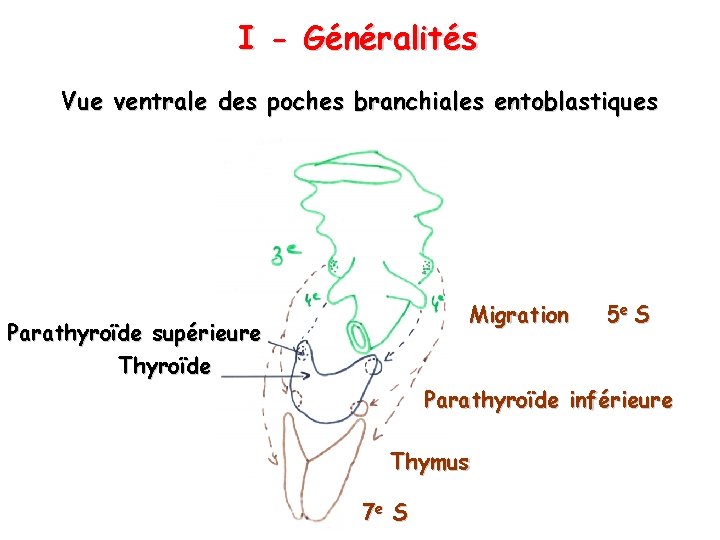 I - Généralités Vue ventrale des poches branchiales entoblastiques Migration Parathyroïde supérieure Thyroïde 5