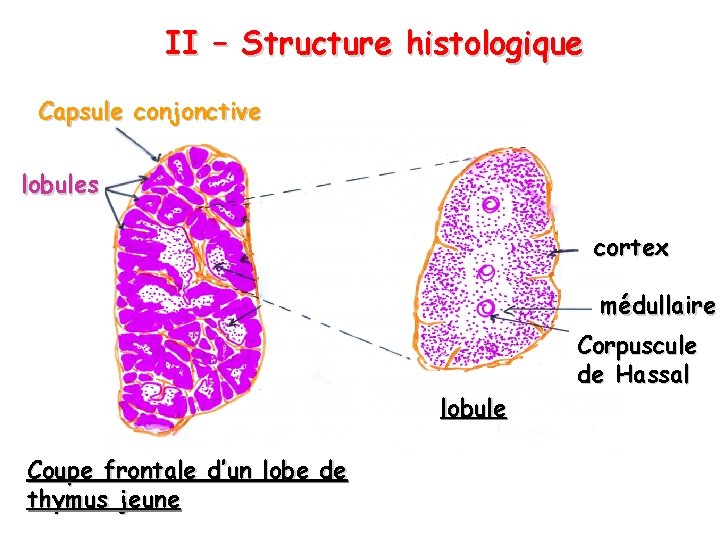 II – Structure histologique Capsule conjonctive lobules cortex médullaire lobule Coupe frontale d’un lobe