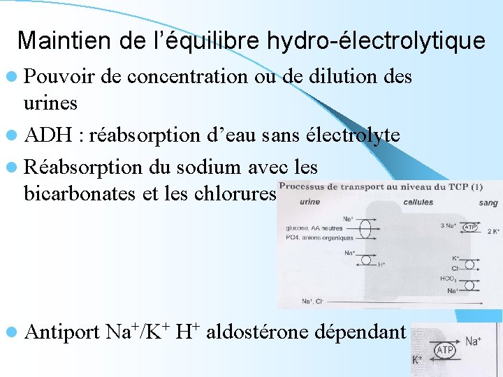 Maintien de l’équilibre hydro-électrolytique l Pouvoir de concentration ou de dilution des urines l