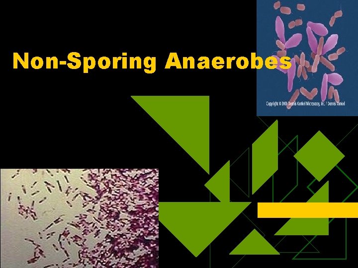 Non-Sporing Anaerobes 