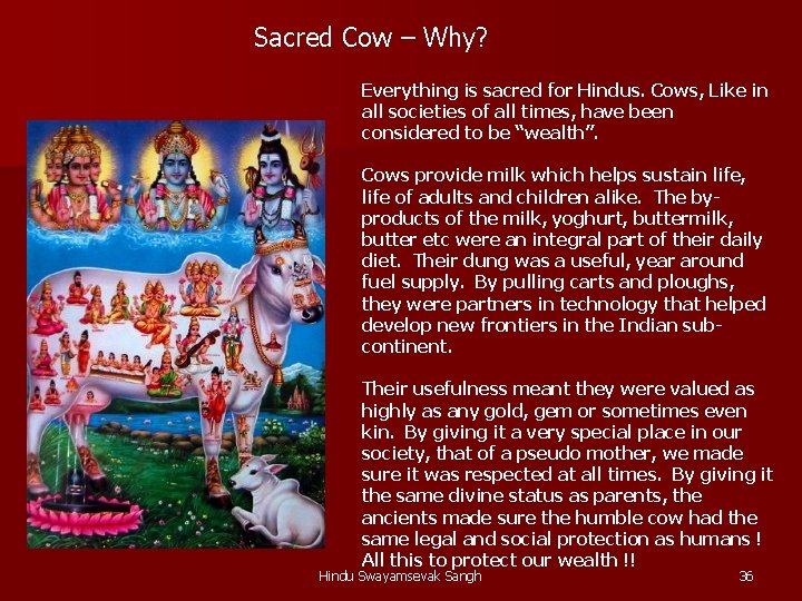 Sacred Cow – Why? Everything is sacred for Hindus. Cows, Like in all societies