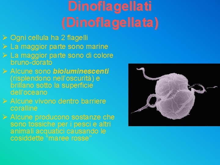 Dinoflagellati (Dinoflagellata) Ø Ogni cellula ha 2 flagelli Ø La maggior parte sono marine