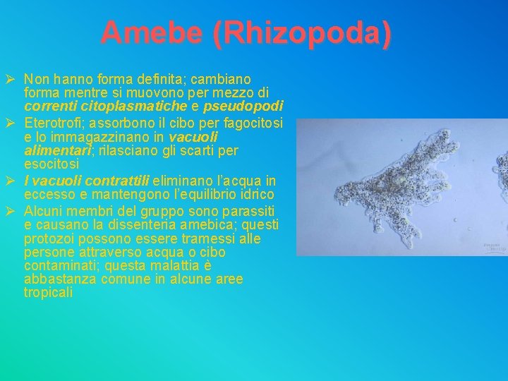 Amebe (Rhizopoda) Ø Non hanno forma definita; cambiano forma mentre si muovono per mezzo