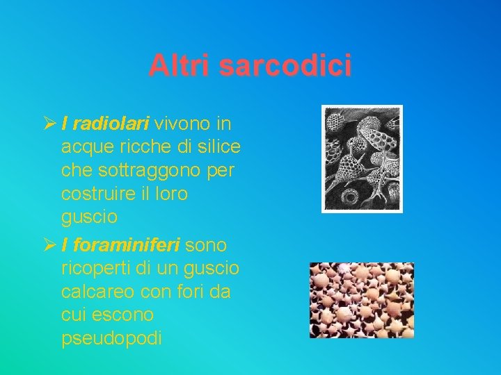 Altri sarcodici Ø I radiolari vivono in acque ricche di silice che sottraggono per