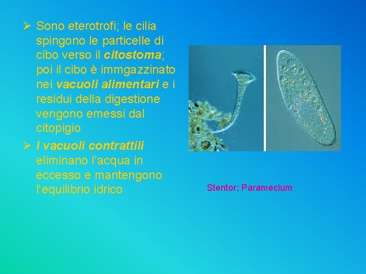 Ø Sono eterotrofi; le cilia spingono le particelle di cibo verso il citostoma; poi