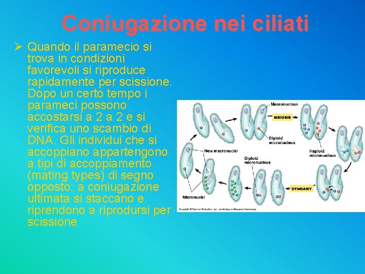 Coniugazione nei ciliati Ø Quando il paramecio si trova in condizioni favorevoli si riproduce