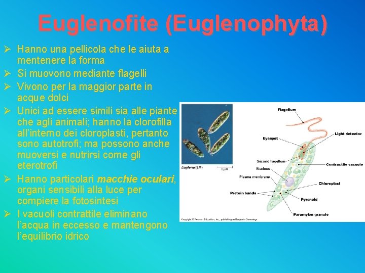 Euglenofite (Euglenophyta) Ø Hanno una pellicola che le aiuta a mentenere la forma Ø