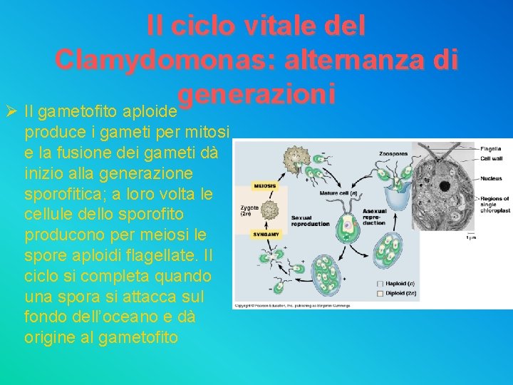 Il ciclo vitale del Clamydomonas: alternanza di generazioni Ø Il gametofito aploide produce i