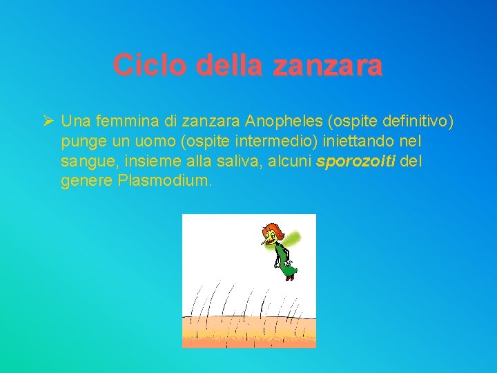 Ciclo della zanzara Ø Una femmina di zanzara Anopheles (ospite definitivo) punge un uomo