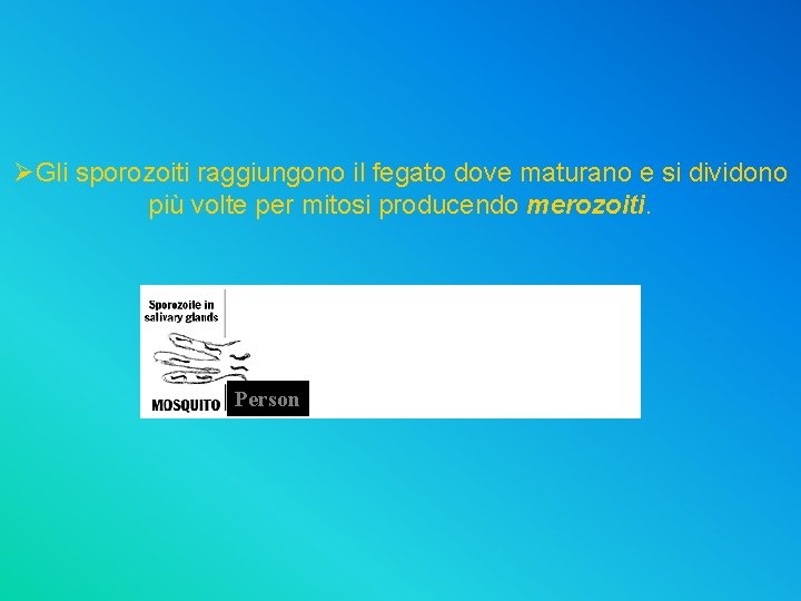 ØGli sporozoiti raggiungono il fegato dove maturano e si dividono più volte per mitosi